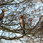 Kormoran TRIO