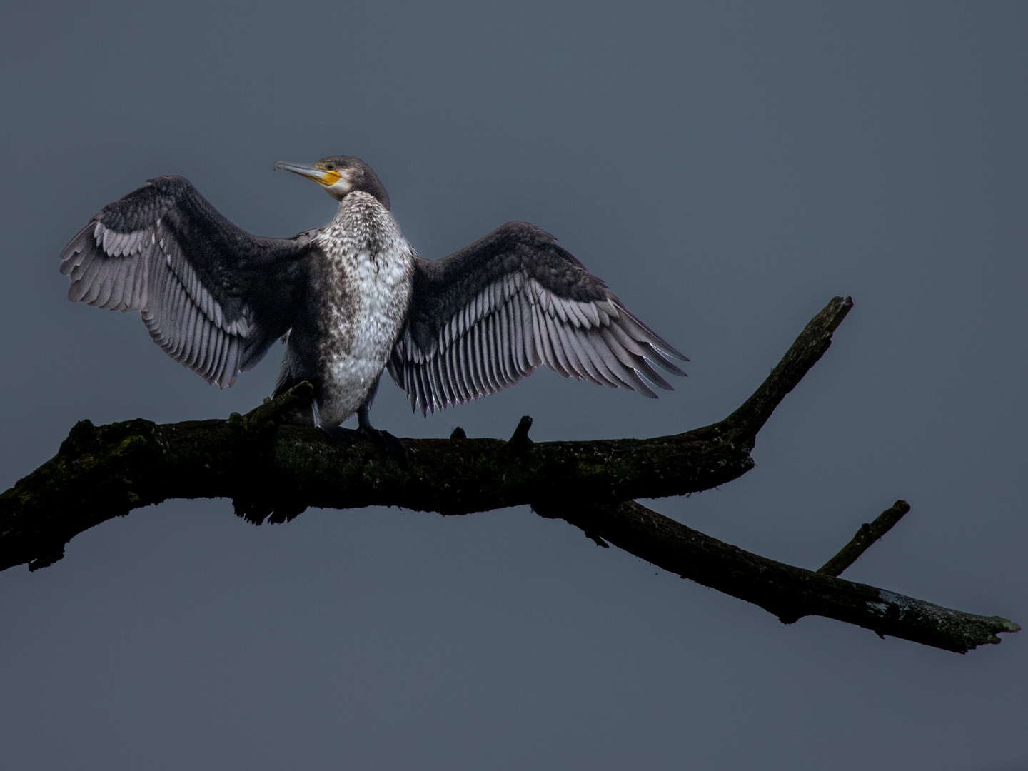 Kormoran trocknet Flügel - verfremdet