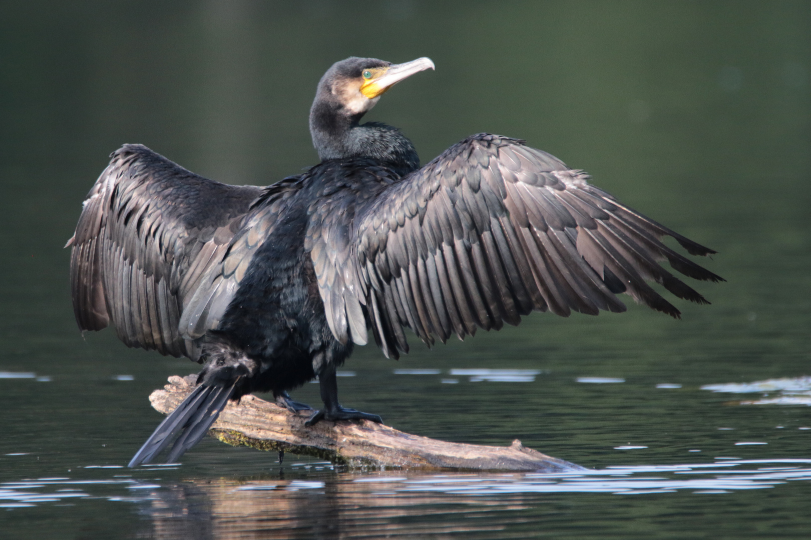 Kormoran trocknet Flügeloberseite IMG_0480