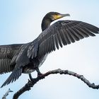 Kormoran trocknet Gefieder