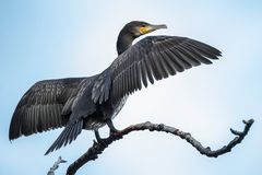 Kormoran trocknet Gefieder