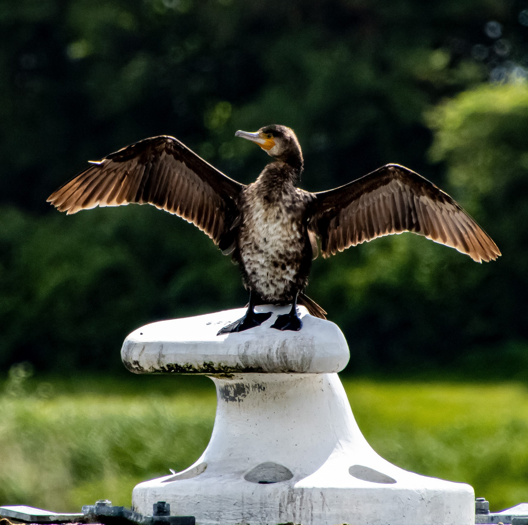 Kormoran trocknet sein Gefieder