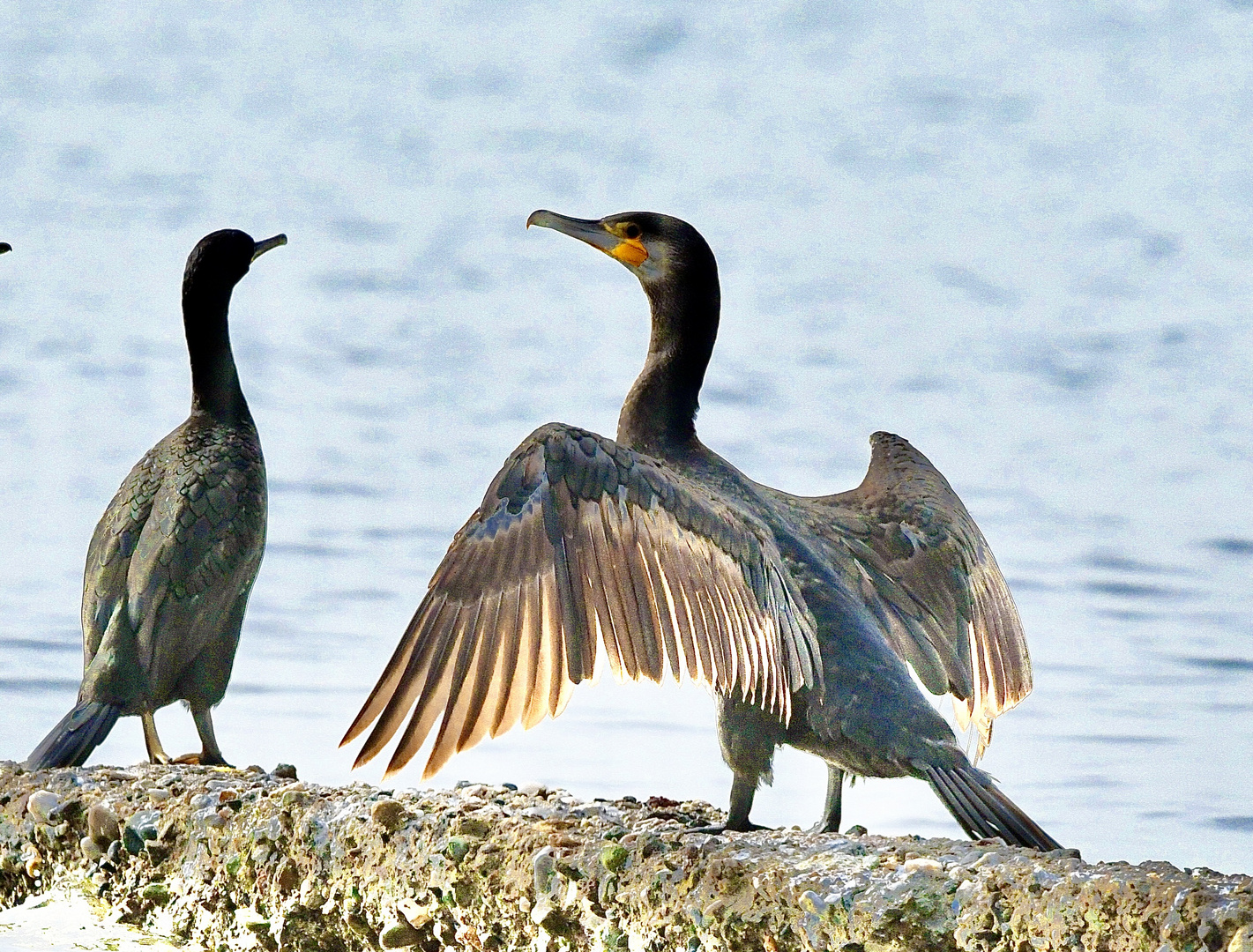 Kormoran trocknet sein Gefieder..