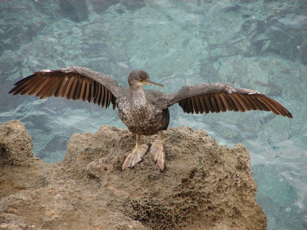 Kormoran trocknet sein Gefieder