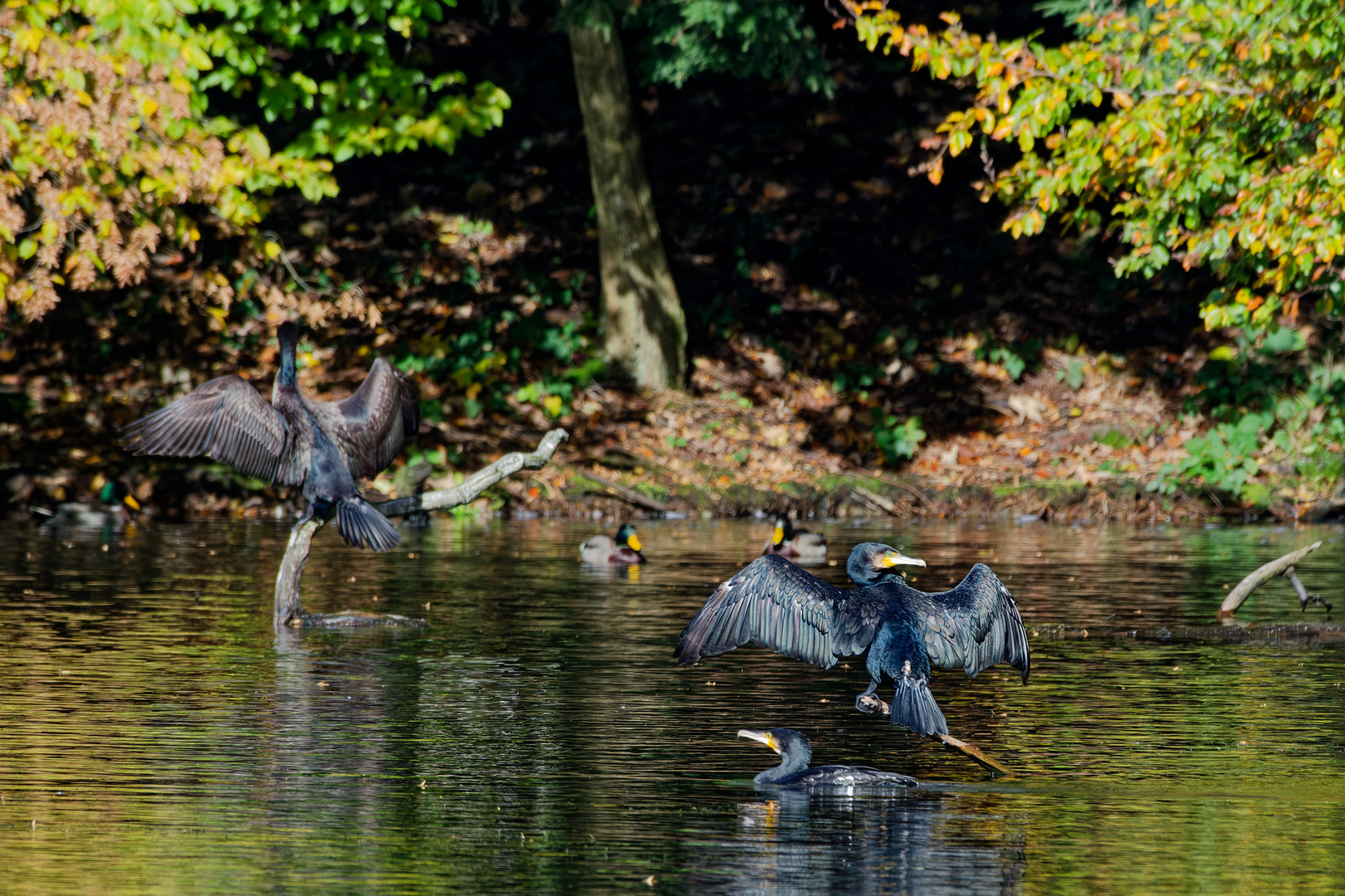 Kormoran trocknet sein Gefieder