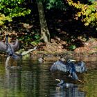 Kormoran trocknet sein Gefieder