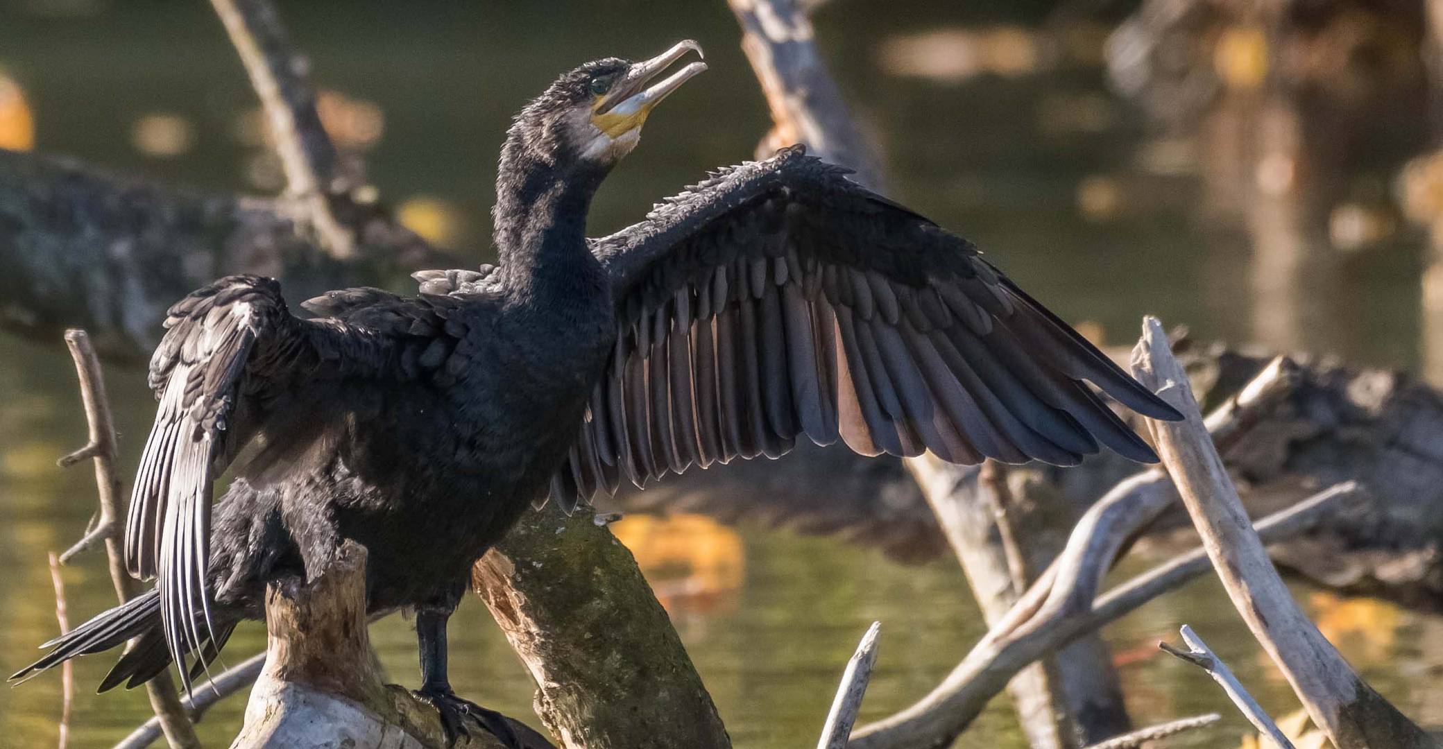 Kormoran trocknet sein Gefieder