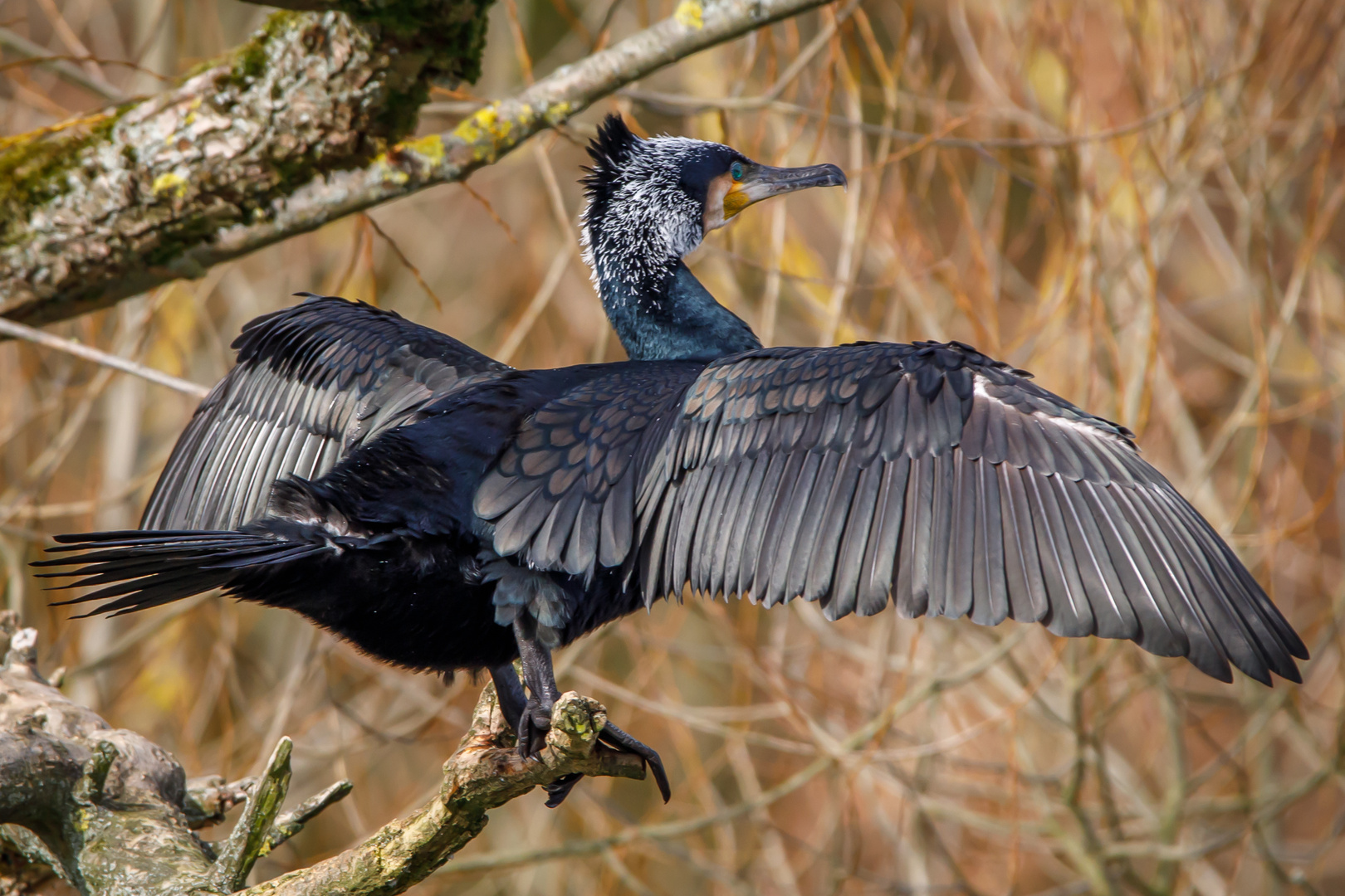 Kormoran trocknet sein Gefieder