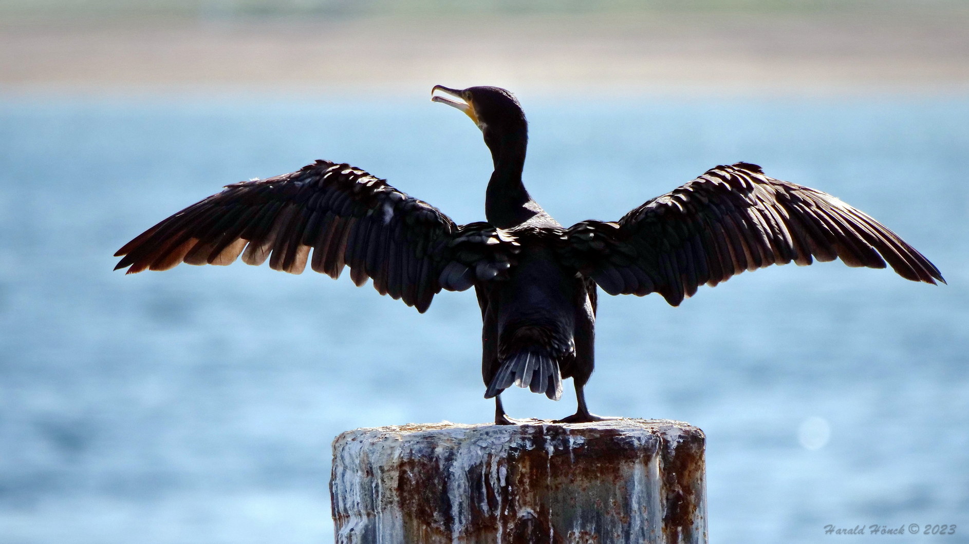 Kormoran trocknet seine Federn..