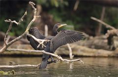 Kormoran trocknet sich