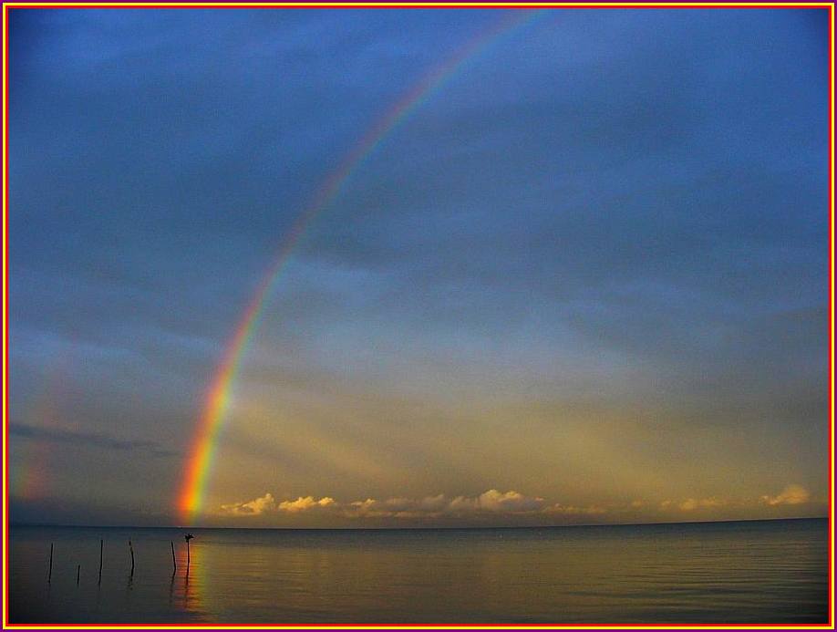 Kormoran tröcknet seine Flügel unter der Wärme des Regenbogens