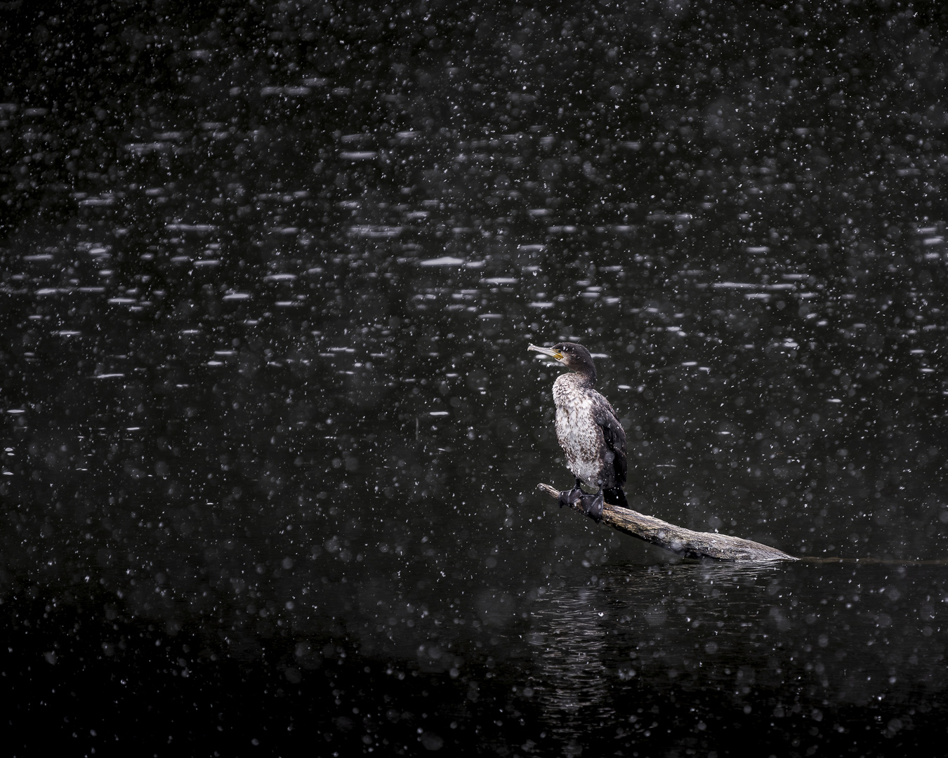 Kormoran trotzt auf See eiskalten Schneesturm