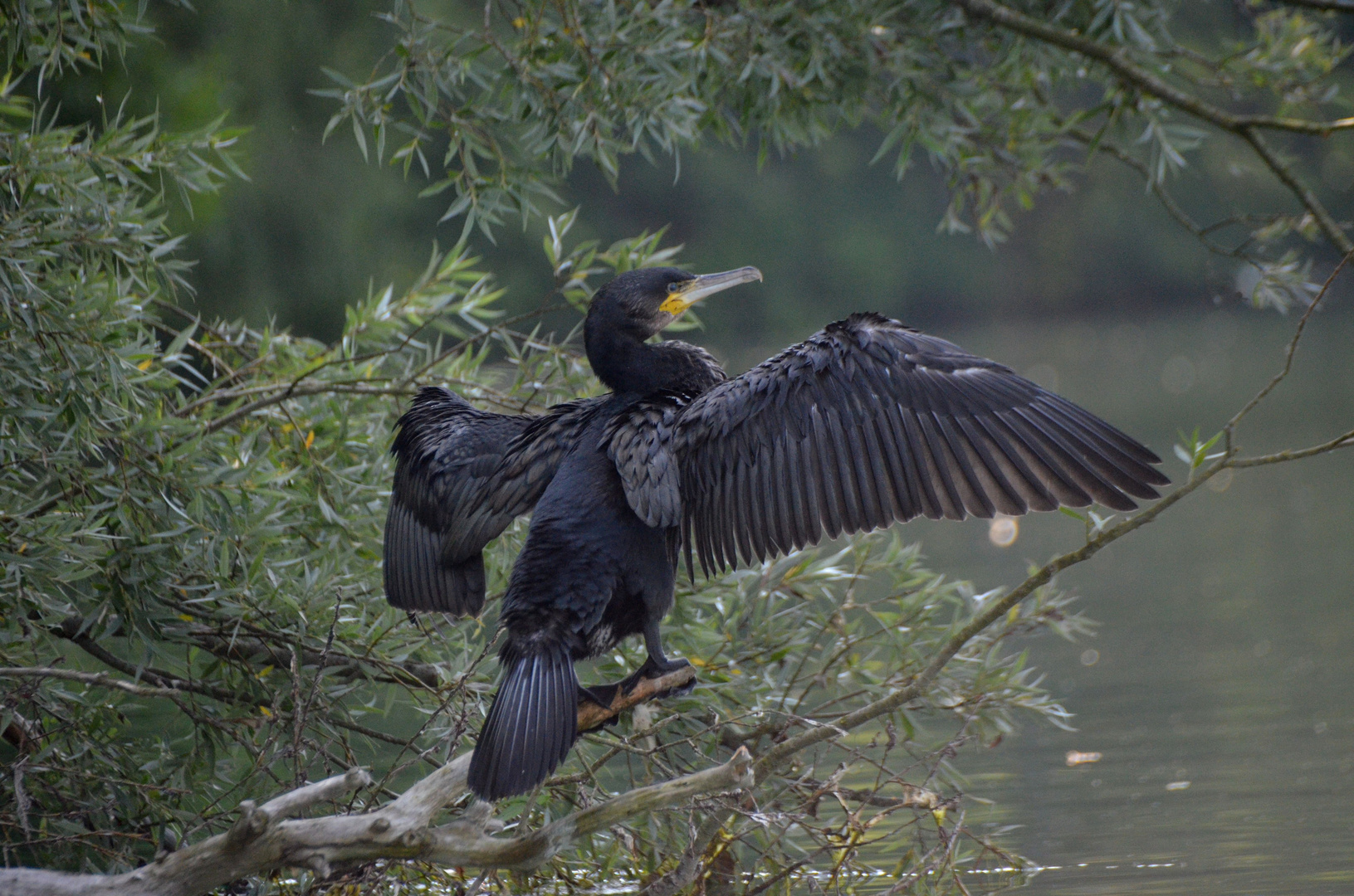 Kormoran über dem Schmalen Luzin , sich trocknend