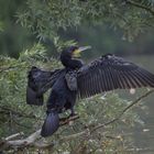 Kormoran über dem Schmalen Luzin , sich trocknend