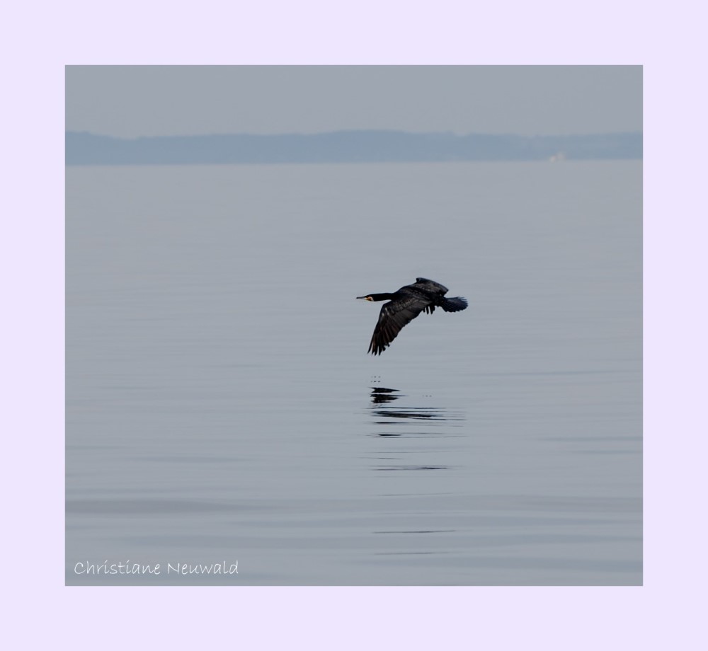 Kormoran über dem Wasser