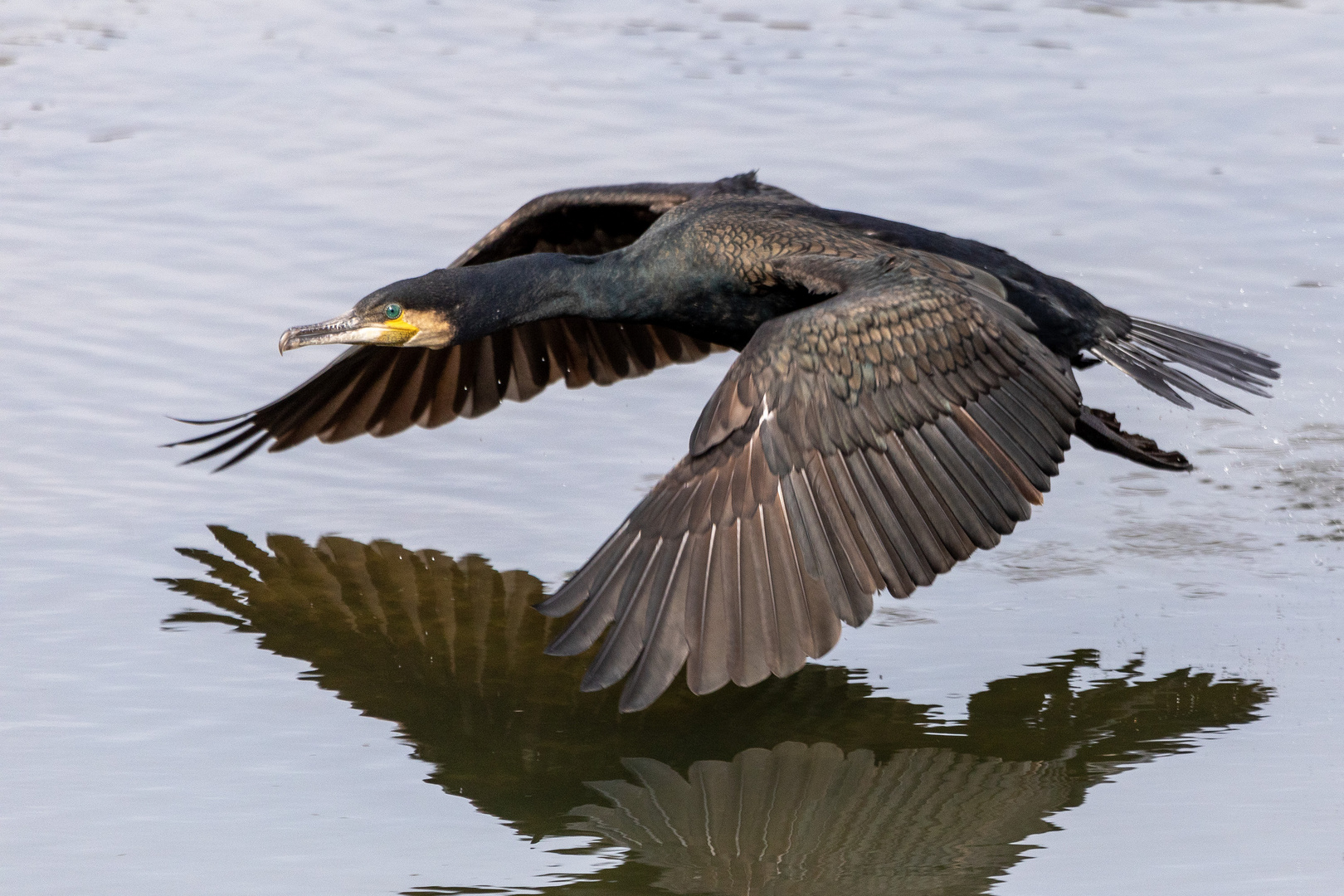 Kormoran über der Ahr