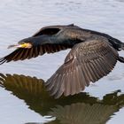 Kormoran über der Ahr