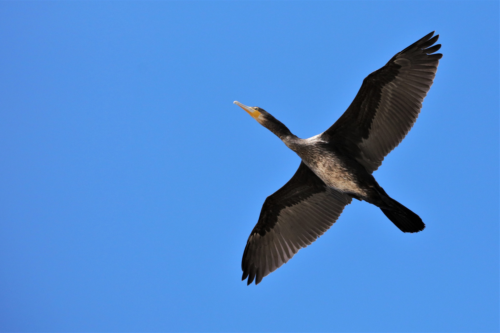 Kormoran über der Nordsee