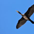 Kormoran über der Nordsee