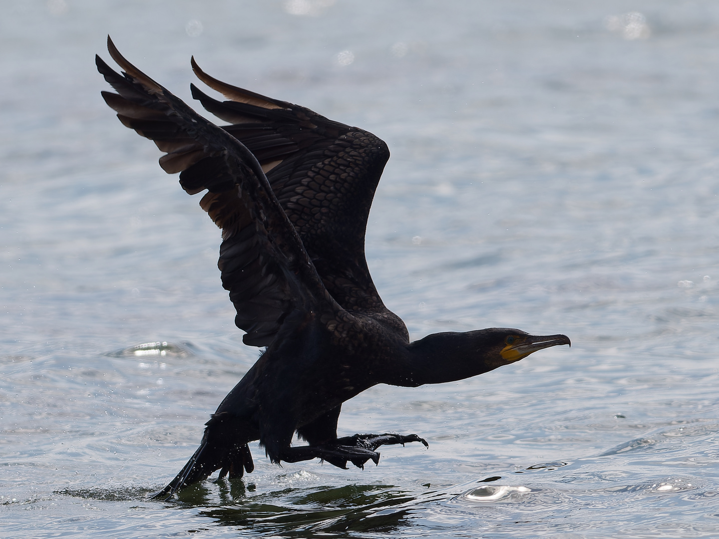 Kormoran über der Ostsee 