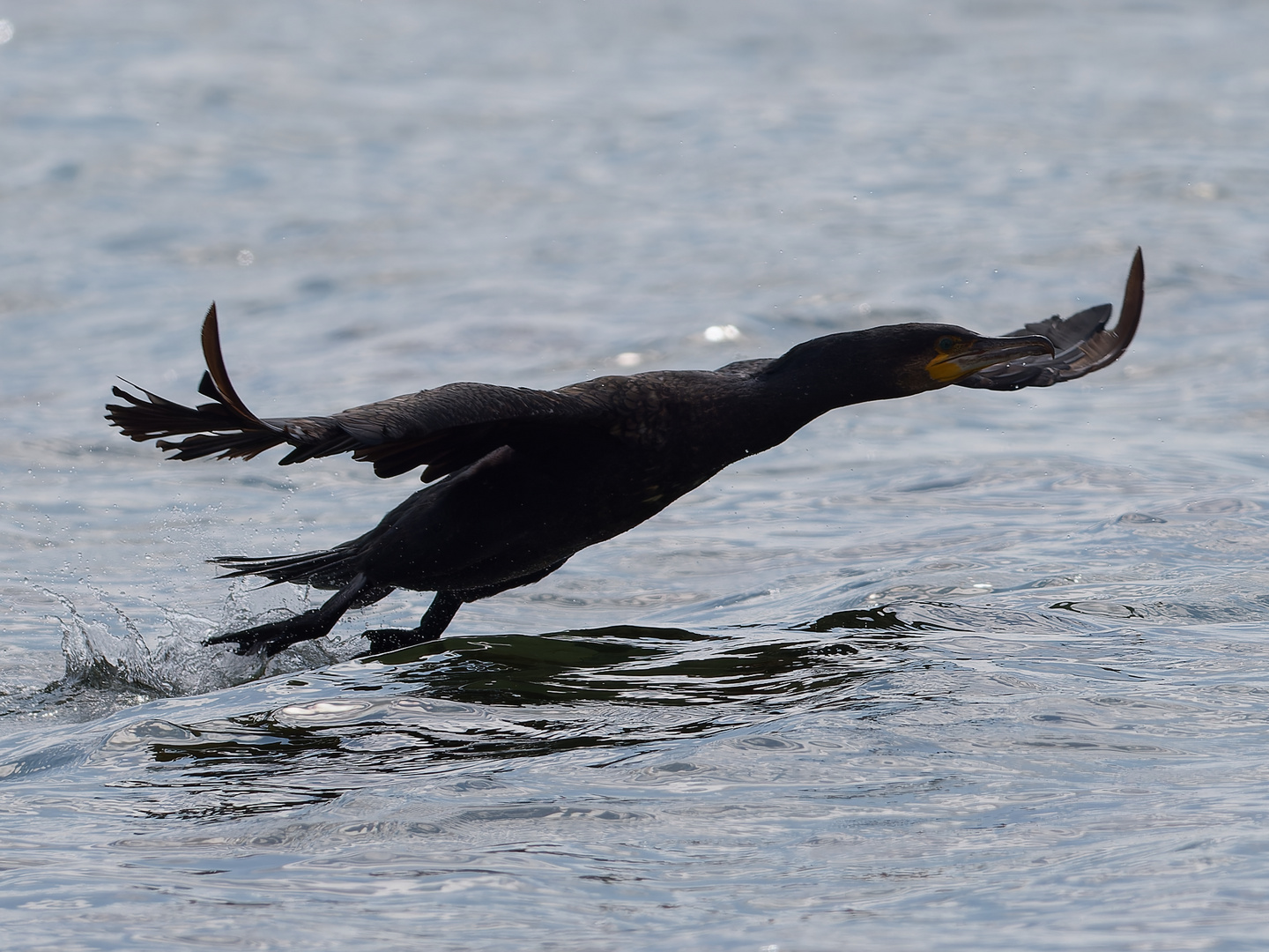 Kormoran über der Ostsee 