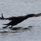 Kormoran über der Ostsee 