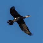 Kormoran über Erlache bei Bensheim 1 2021