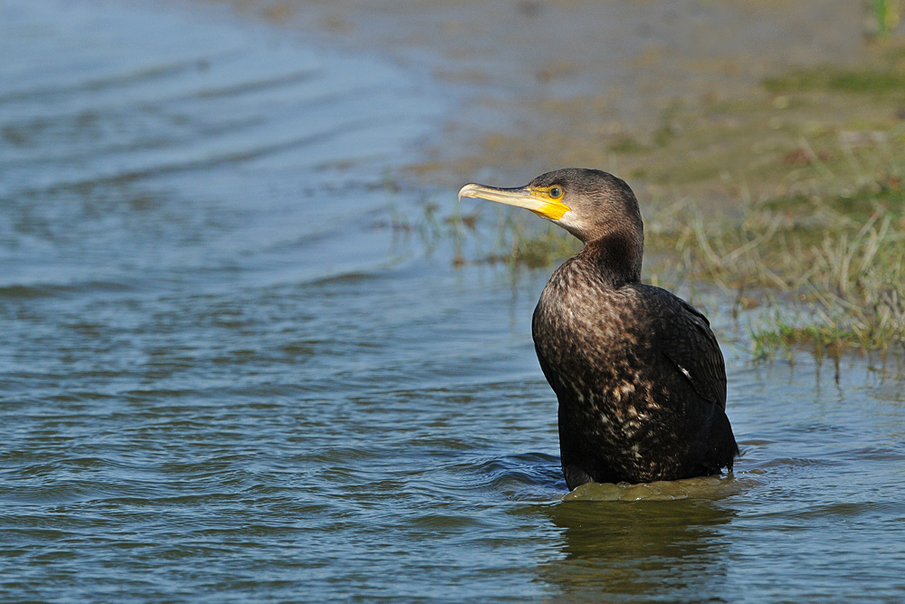 Kormoran – Überlegungen