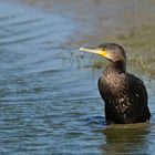 Kormoran – Überlegungen