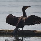 Kormoran umarmt die Welt...