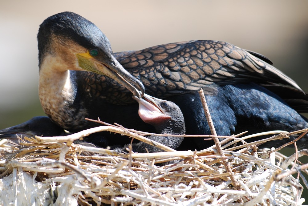 Kormoran und Baby