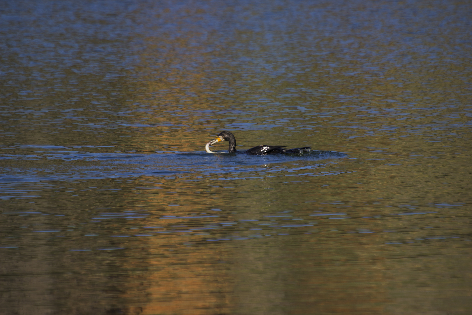 kormoran und fisch