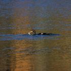 kormoran und fisch