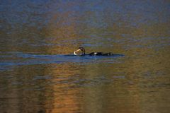 kormoran und fisch