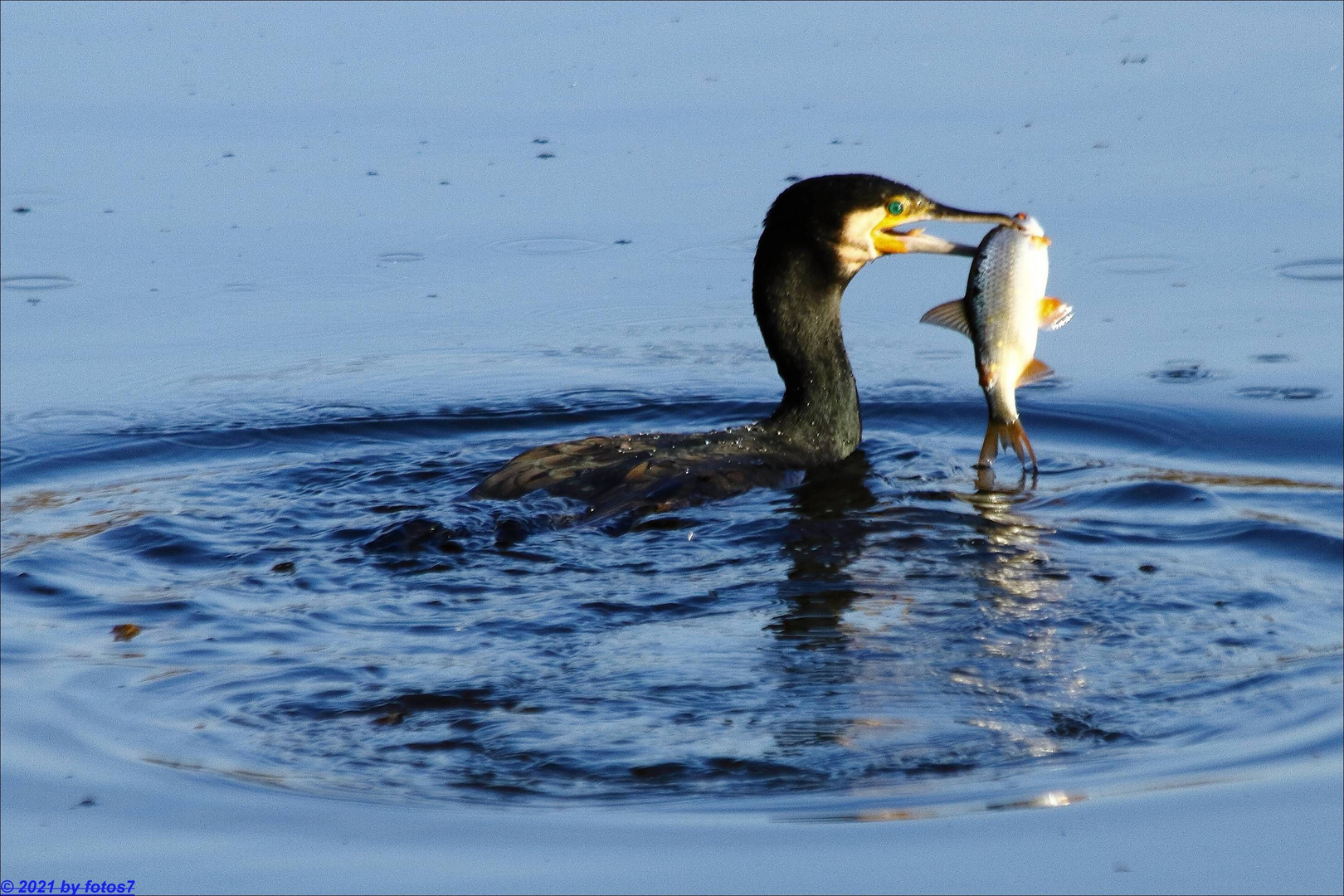 Kormoran und Fisch