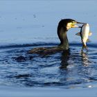 Kormoran und Fisch