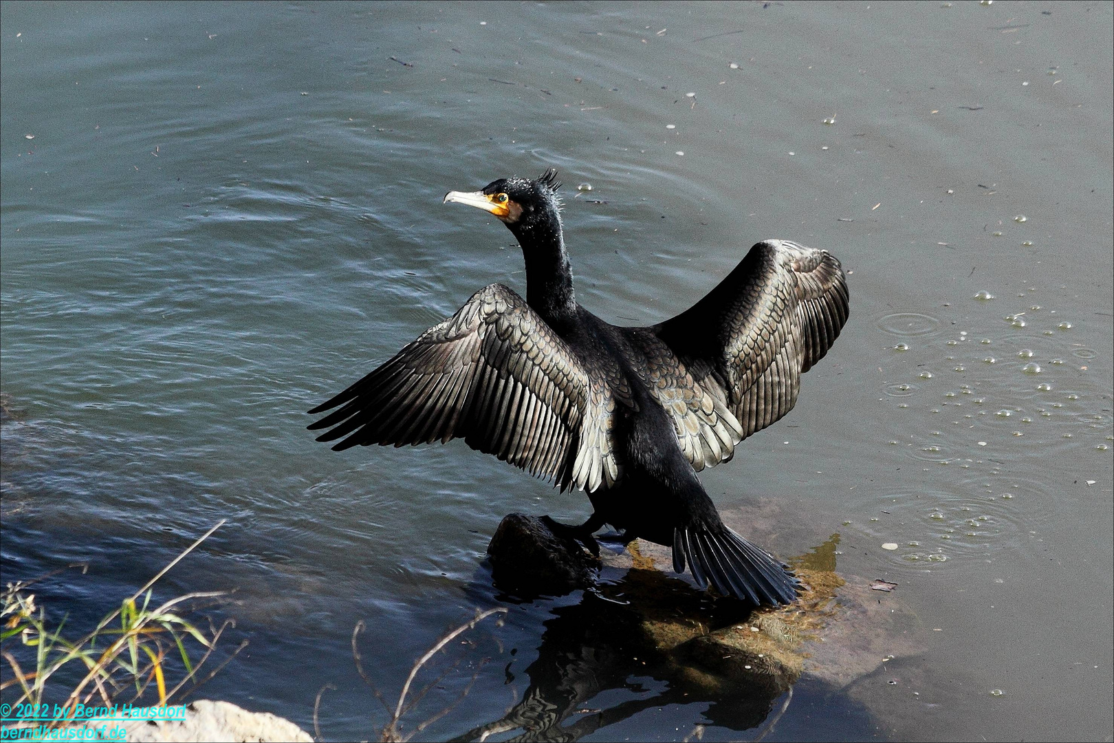 Kormoran und Flügel