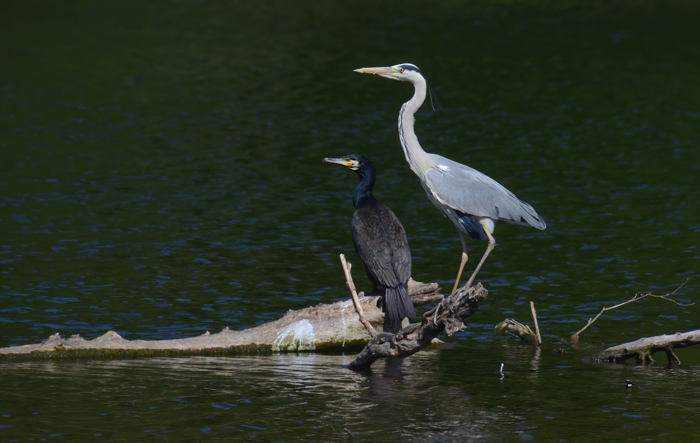 Kormoran und Graureiher