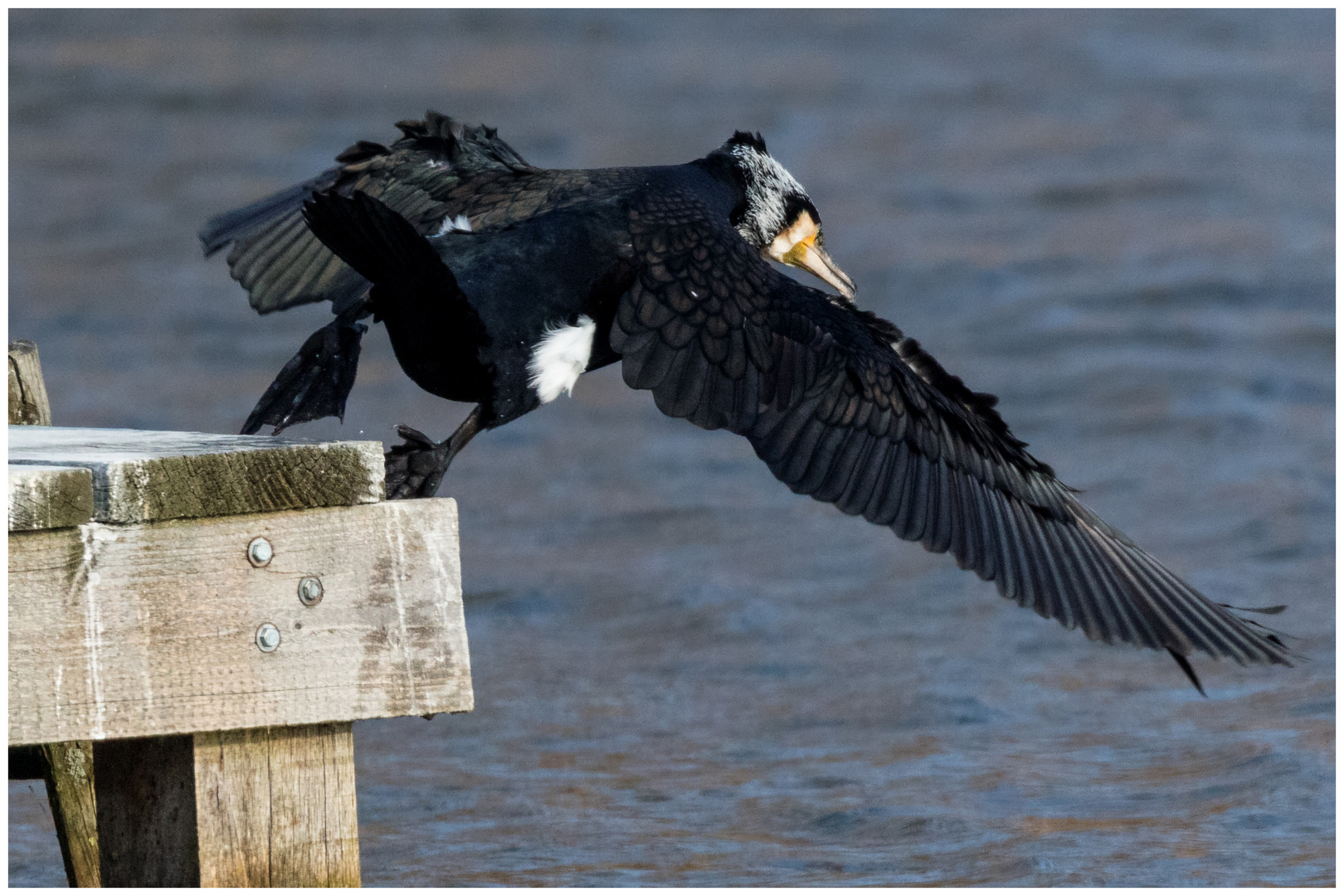 Kormoran und hopp...