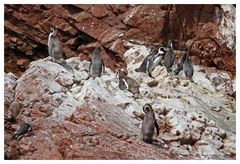 Kormoran- und Humboldpinguinkollonie bei den Ballestasinseln