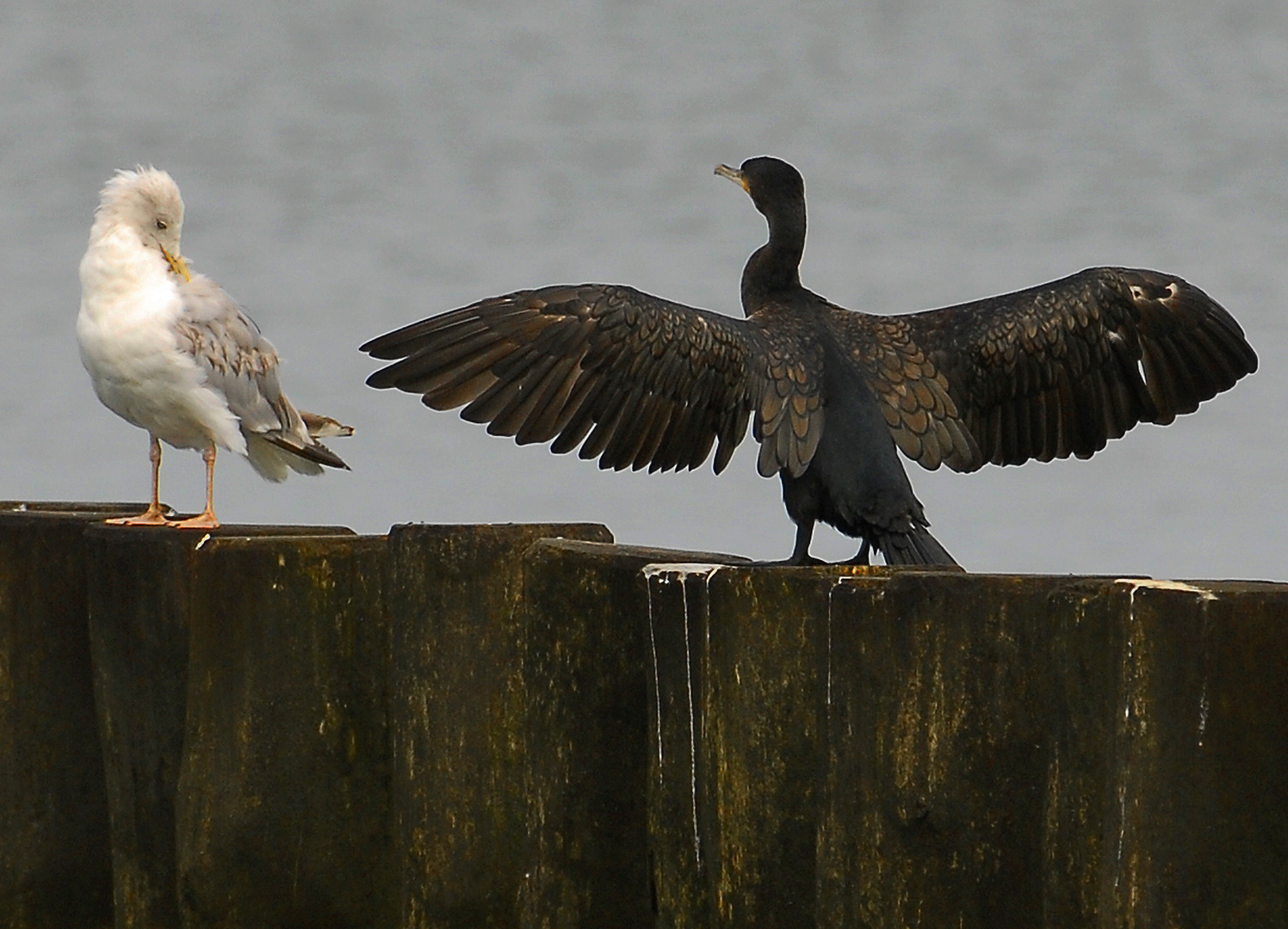 Kormoran und Möwe