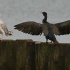 Kormoran und Möwe