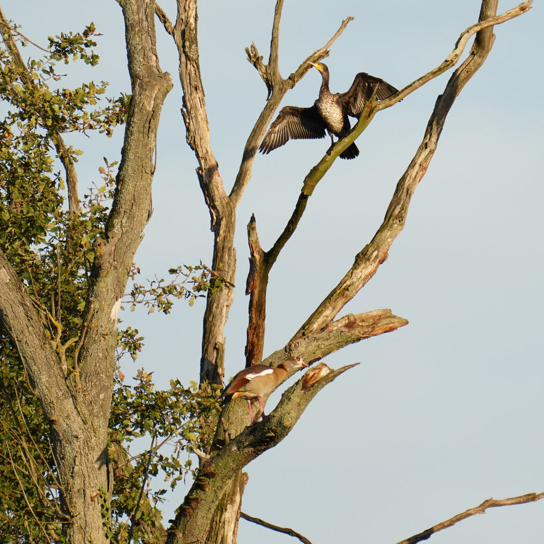 Kormoran und Nilgans