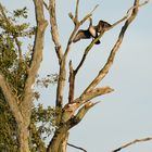 Kormoran und Nilgans