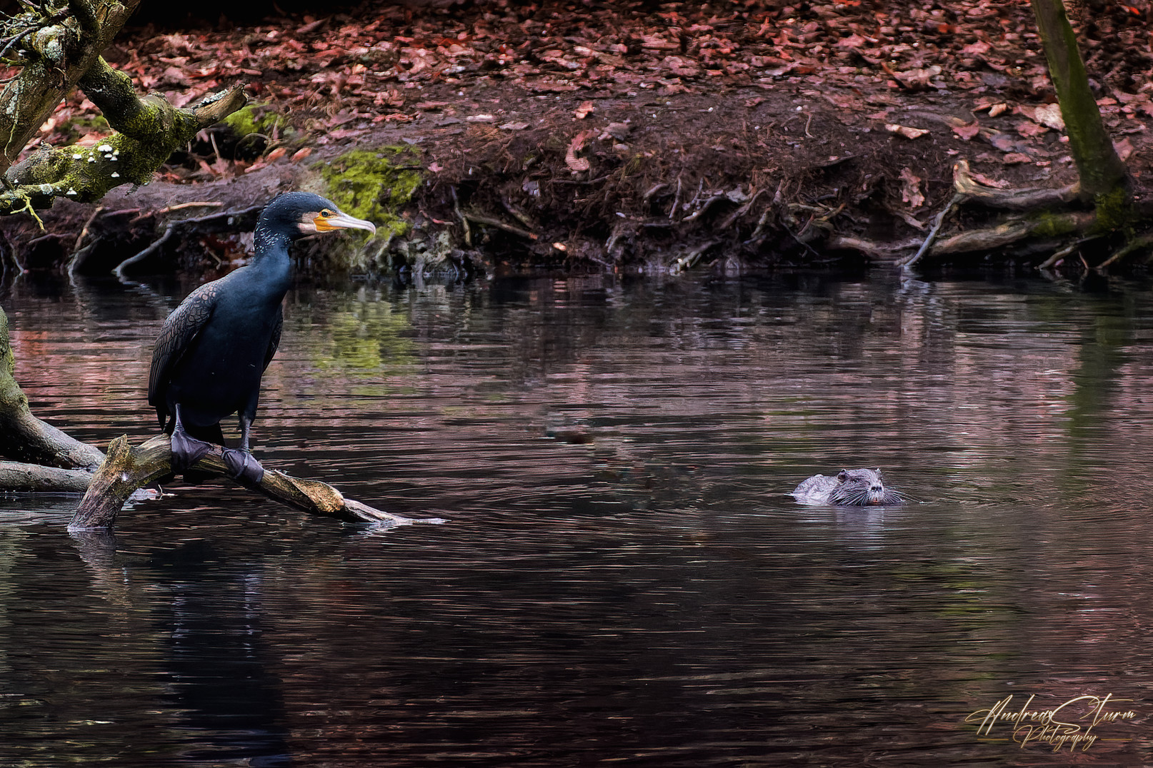 Kormoran und Nutria