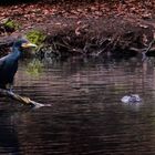 Kormoran und Nutria