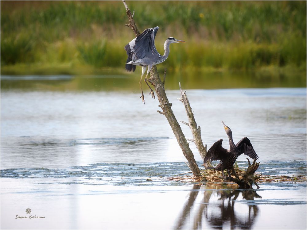 Kormoran und Reiher