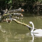 Kormoran und Schwan