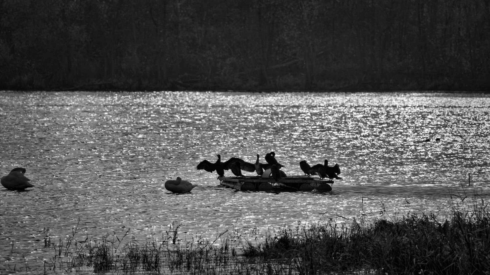 Kormoran und Schwan im dunkeln