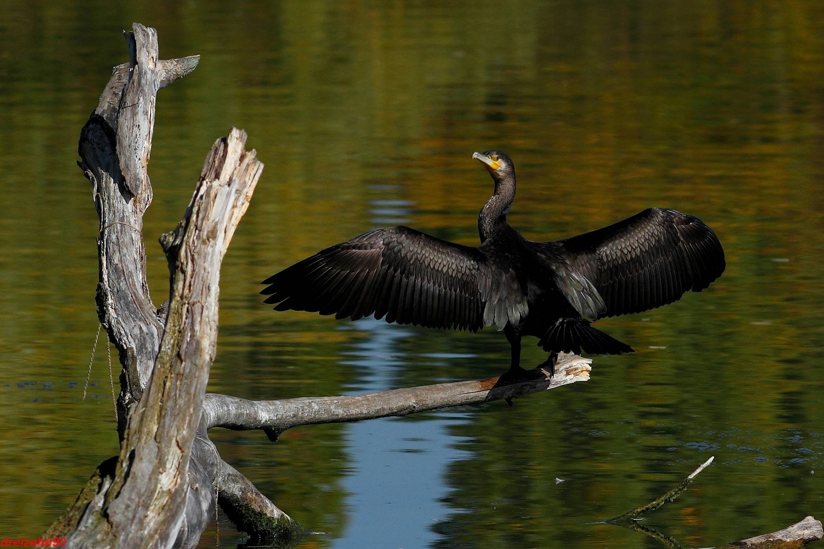 Kormoran und sein Gefieder